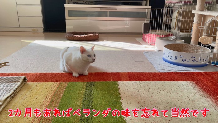 座る猫