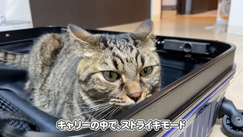 キャリーの中でストライキモード