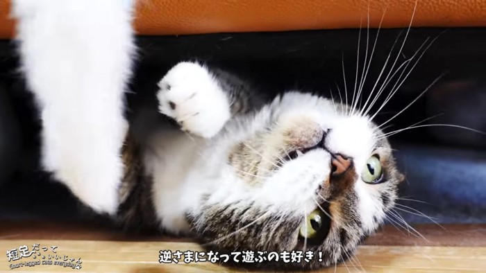 仰向けになる猫