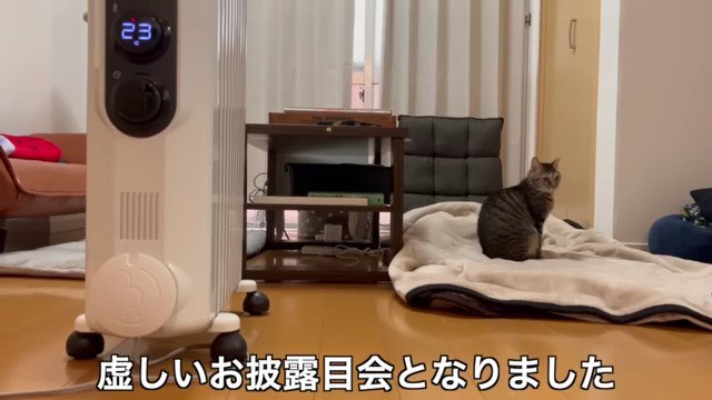 オイルヒーターと猫