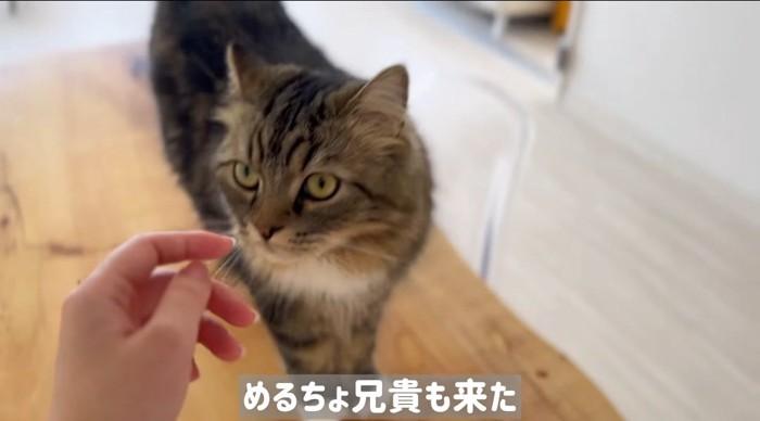 匂いを嗅ぐ猫