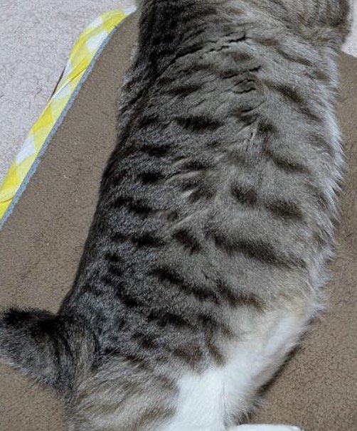 シャムトラの背中の模様