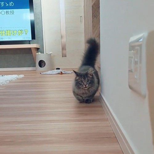 歩いてくる猫