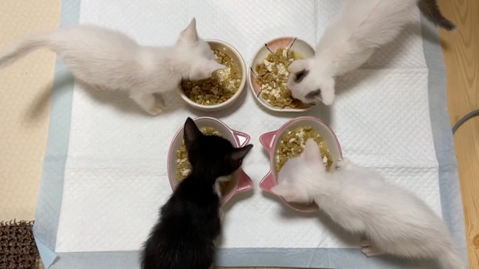 食べる猫