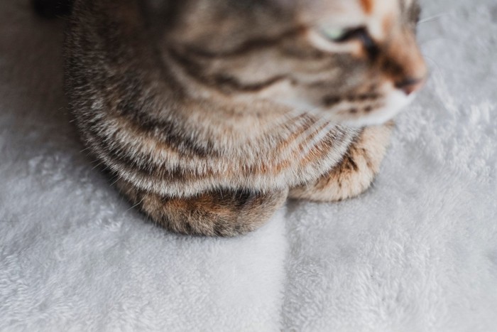 香箱座りする猫の足元