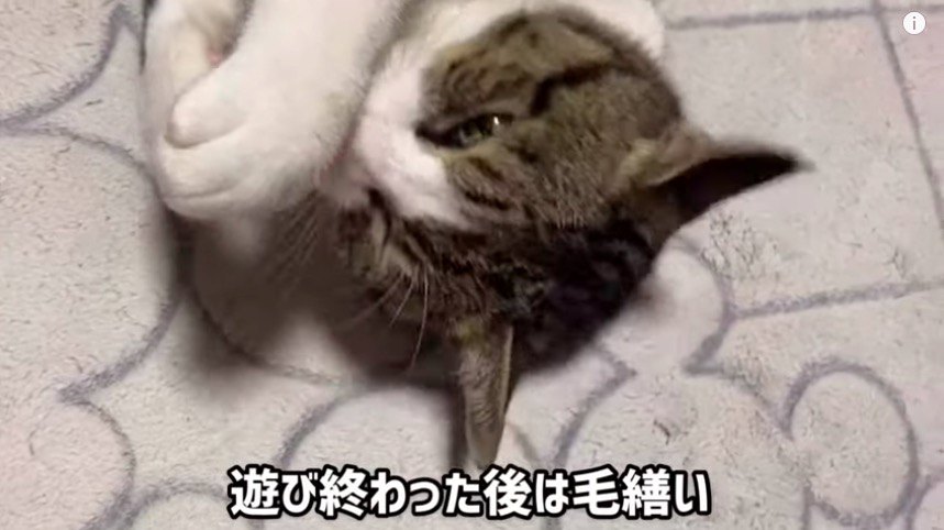 毛づくろい中