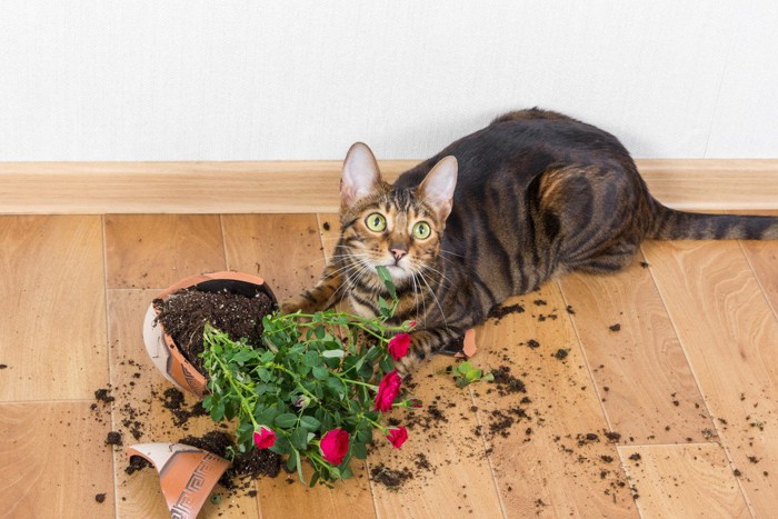 イタズラが見つかった猫