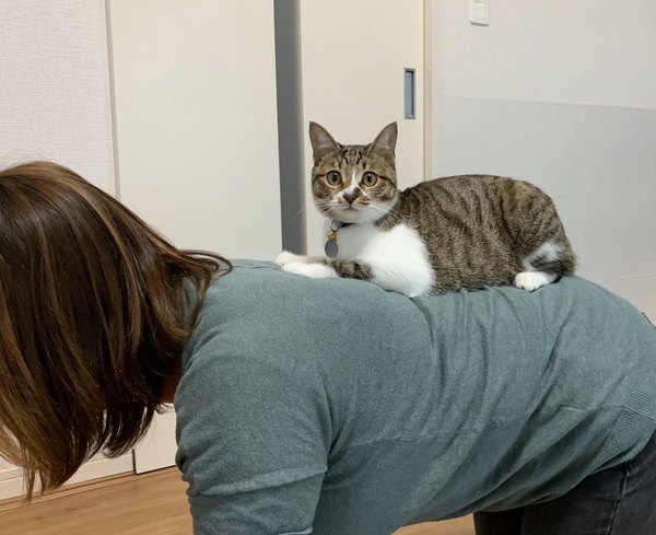 飼い主におんぶされる猫