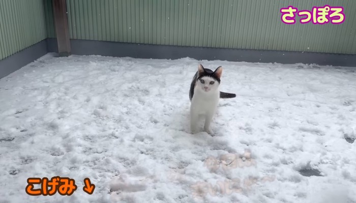 雪の上のさっぽろちゃん