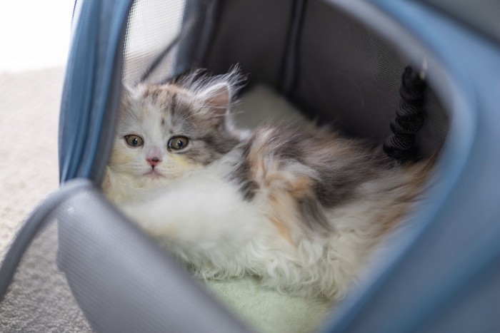 キャリーケースで見つめる仔猫 