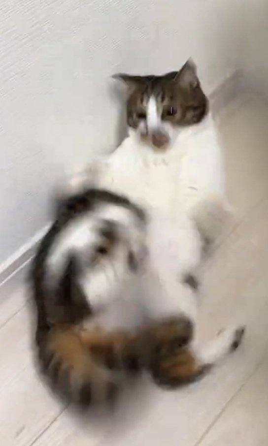 驚いた表情の猫