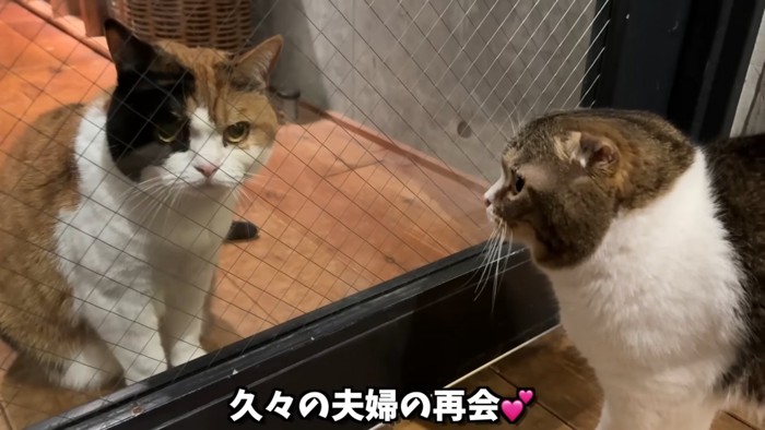 ドア越しの2匹の猫