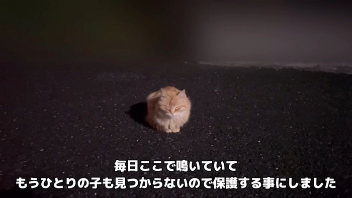 座って目を閉じる猫