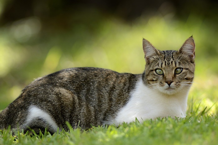 公園にいる猫