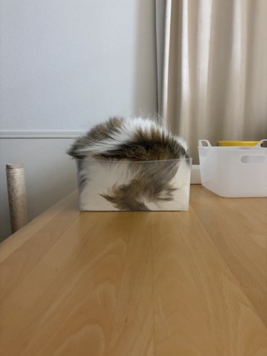 透明なカゴの中でくつろぐ猫