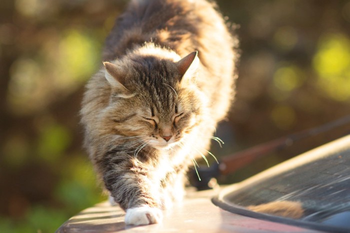 伸びしながら歩く猫