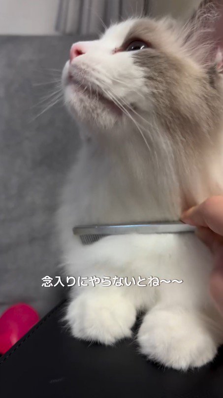 猫の首に優しくコームを当てる飼い主