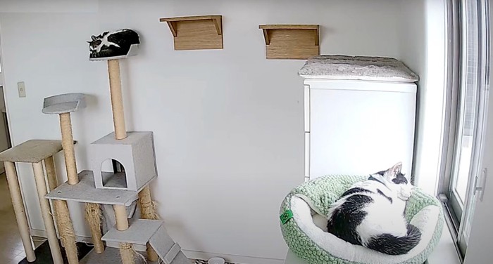 タワーとベッドに猫が寝ている