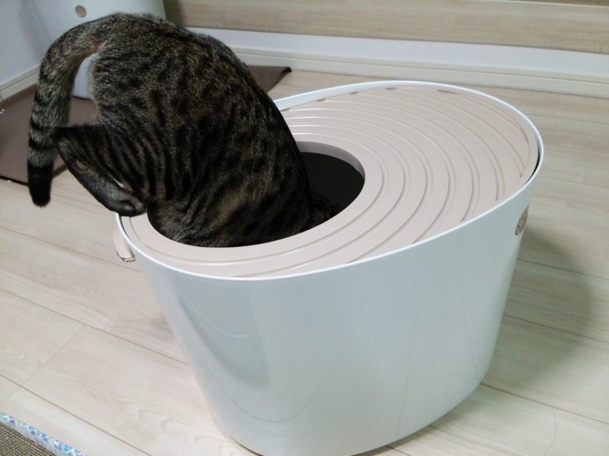 トイレを覗く猫ちゃん1