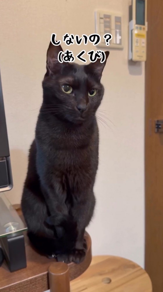 棚の上に乗って飼い主を見つめる猫