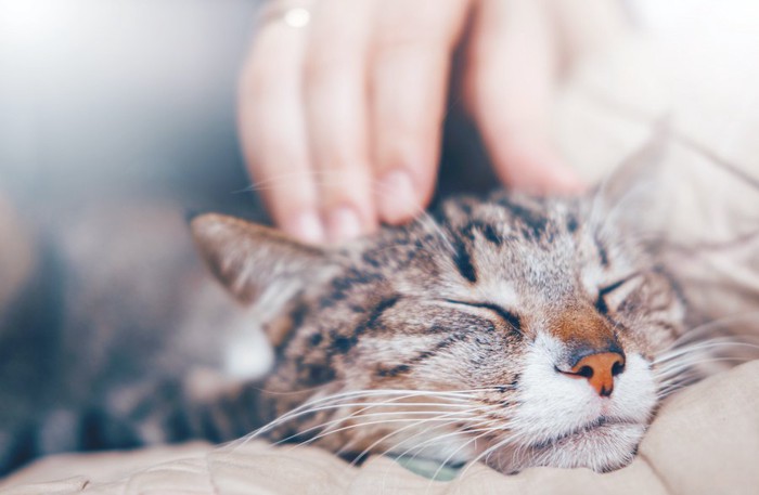 頭を撫でられて目を閉じている猫