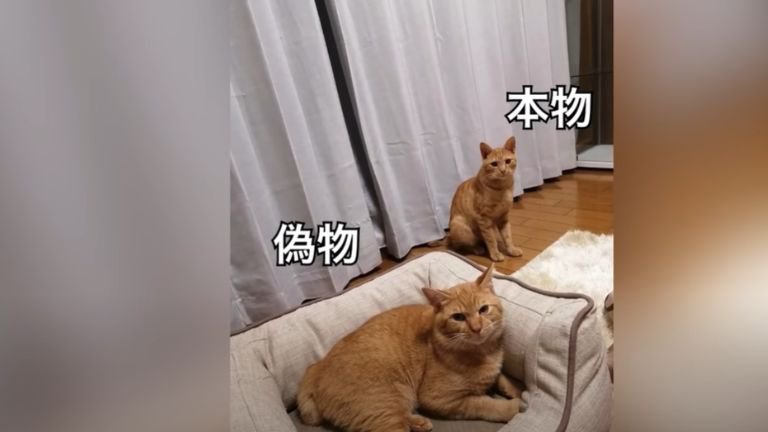 2匹の茶猫