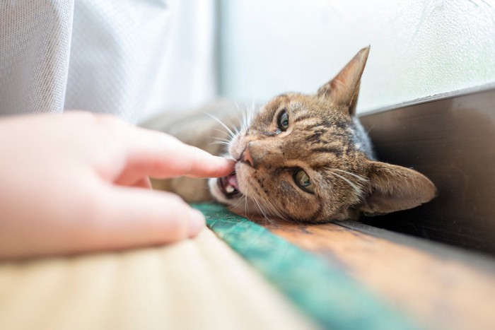 指を甘噛みする猫