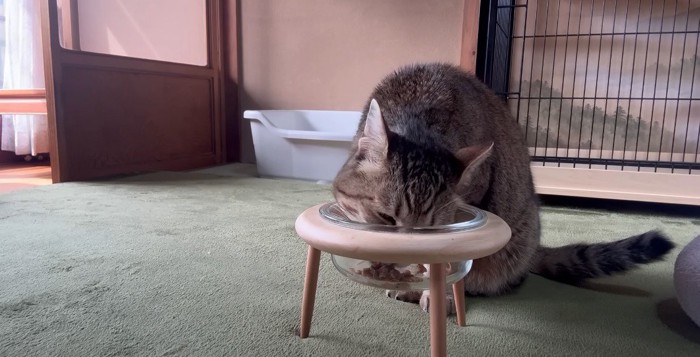 ごはんを食べる猫