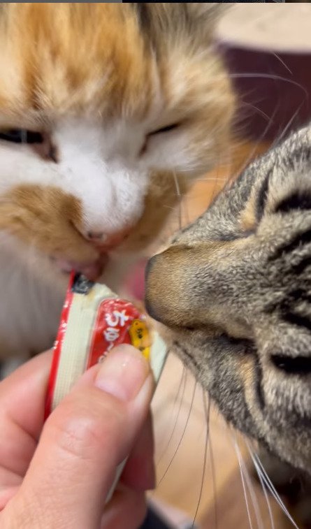 仲良くチュールを食べる猫たち