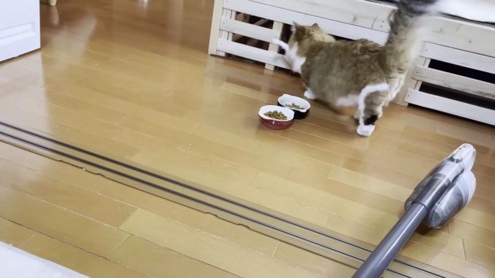 オモチャをくわえてベッドの下を目指す猫