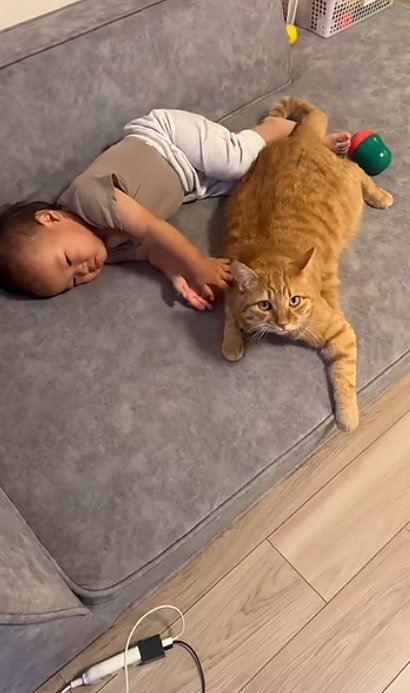 赤ちゃんと一緒に寝ている猫