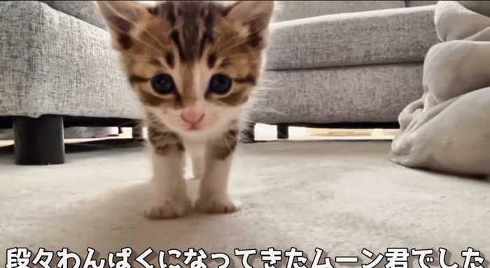 近づく猫