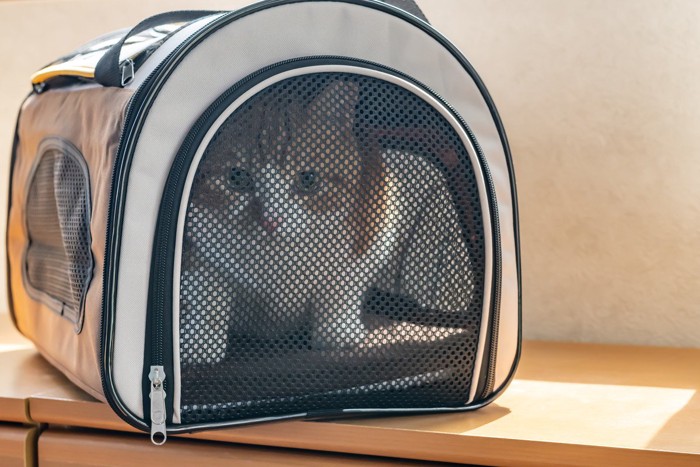 キャリーに入った猫