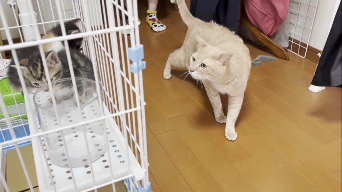 子猫を見つけて