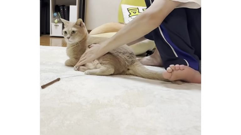 猫と男性
