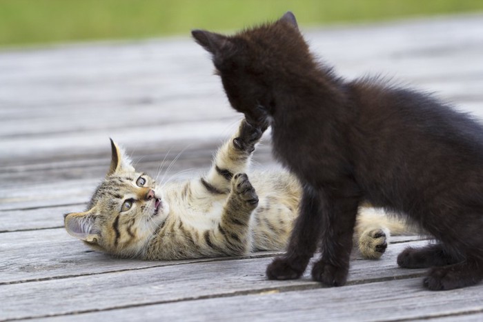 じゃれあって遊ぶ二匹の子猫