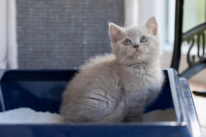 トイレから見上げる子猫