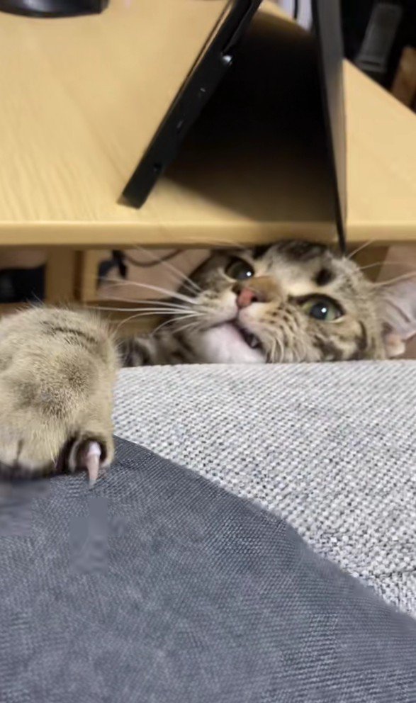 テーブルの下から現れるアルフォンスくん