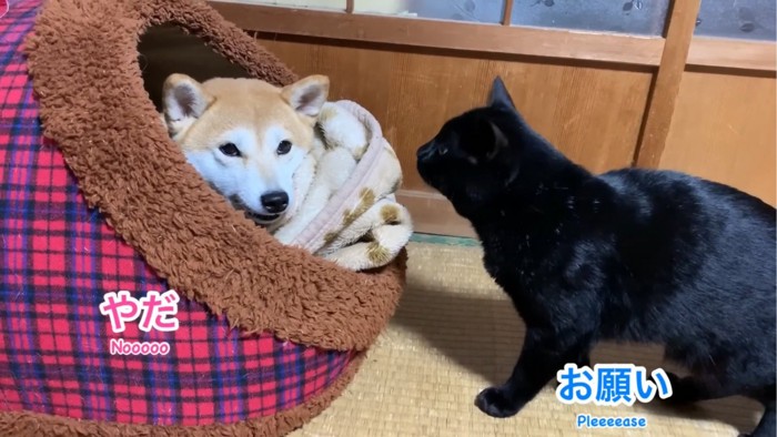 お願いする猫