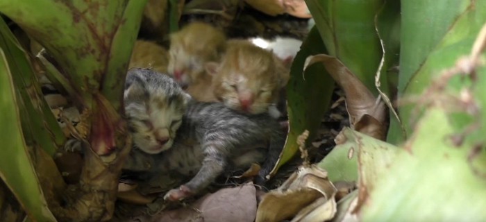 草むらの中の3匹の子猫