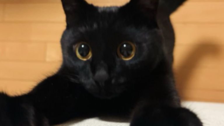 室内にいる猫