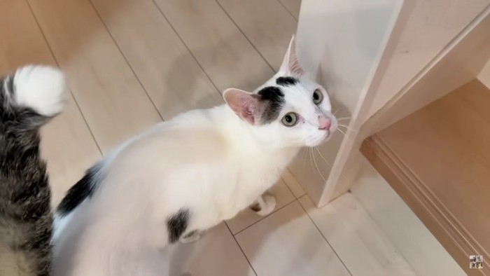 白黒猫