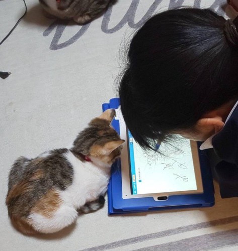 タブレットを見ている女の子と子猫