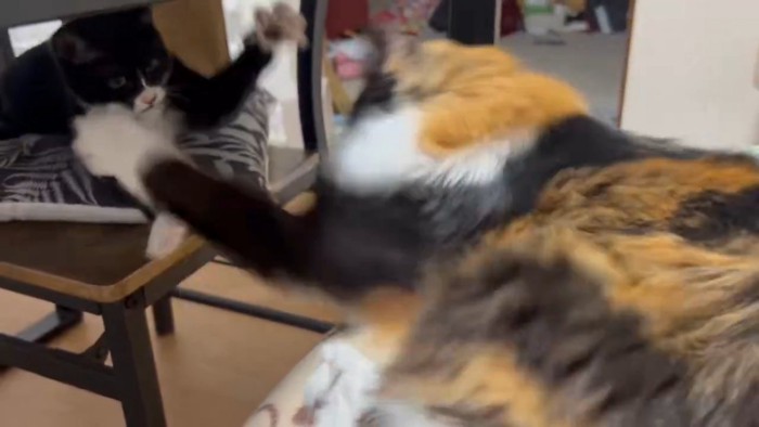 猫パンチする2匹の猫