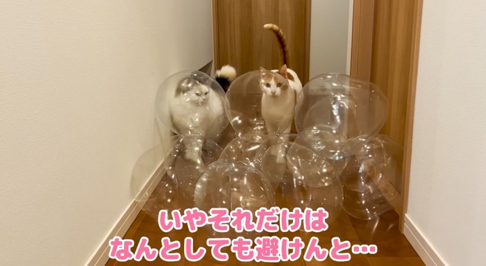 風船の前の猫