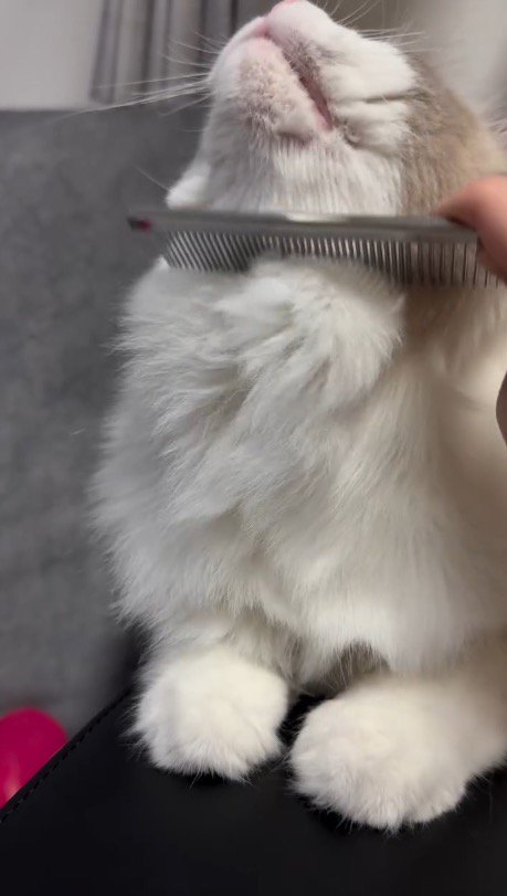 顔を上に向ける猫