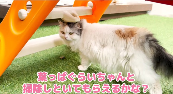 振り返る猫