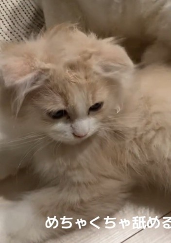 毛がボサボサになる猫