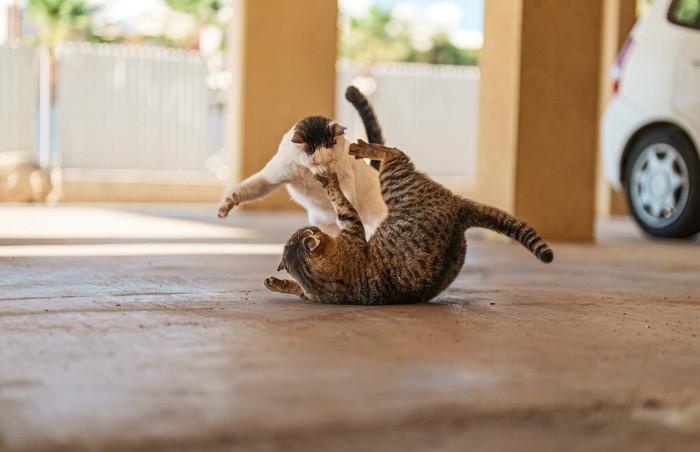 ケンカ中の猫たち