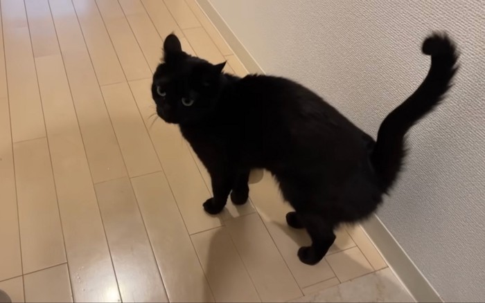 出迎える猫
